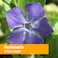 Herb Pharm Periwinkle Liquid Extract  1 Ounce