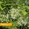 Herb PharmFringe Tree Liquid Extract for Digestive System Support  1 Ounce