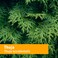 Herb Pharm Thuja Branchlet Liquid Extract  1 Ounce DTHUJA01