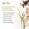 Aura CaciaGinger Essential Oil  GCMS Tested for Purity  15ml 05 fl oz