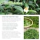 Healing Solutions60ml Oils Tea Tree Essential Oil 2 Fluid Ounces