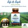 Ginkgo Biloba Capsules  Kosher Vegan Caps with 400mg Ginkgo Biloba Leaf and Ginko Extract