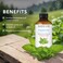 MAJESTIC PURE Peppermint Essential Oil  100 Pure and Natural Peppermint Oil  Premium Grade Essential Oils for Hair Care Home Diffusers Skin Aromatherapy Massage and Humidifiers  4 Fl Oz