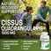 Bronson Cissus Quadrangularis Extract 1000 mg Capsules  Strong Bones  Healthy Joints  NonGMO 120 Vegetarian Capsules