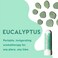 MOX Eucalyptus Essential Oil Nasal Inhaler Sinus  Congestion Relief Daily Relaxation Stress Relief Therapeutic NoMess Aromatherapy Pure and Natural Made in USA 3 Pack