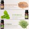 Woody Essential Oils Set Men Scents Fragrance Oil for Candle Making  Sandalwood Frankincense Teakwood Cypress Cedarwood Patchouli Diffuser Oil Scents