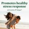 MegaFood Adrenal Strength  Sensoril Ashwagandha Vitamin C fermented Magnesium Glycinate Rhodiola Rosea Reishi Mushroom  Food Blend  Supports a Normal Stress Response  90 Tabs 45 Servings