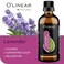 Pure Lavender Essential Oil by Olinear  Tension Relief Lavender Oil for Diffuser  Humidifier  Perfect Bedroom Essential for Deep Dreams  Lavender Scented Aromatherapy Oil Candle Making 34 FL Oz