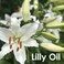 Lily Lilium Auratum Essential Oil 100 Pure and Natural Undiluted Uncut Oil  Use for Aromatherapy Scented Fragrance Oil  Therapeutic Grade 30 ML