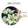 Lily Lilium Auratum Essential Oil 100 Pure and Natural Undiluted Uncut Oil  Use for Aromatherapy Scented Fragrance Oil  Therapeutic Grade 30 ML