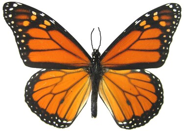 6 Large Monarch Butterfly Temporary Tattoos by Butterfly Utopia