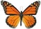 6 Large Monarch Butterfly Temporary Tattoos by Butterfly Utopia