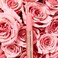 Tartemaracuja juicy lip plump shift Rose