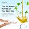 Chamuel Tea Tree Body Wash  Made With Natural Ingredients To Fights Itchy Skin Body Odor Athletes Foot Jock Itch  Toenails Issues  Organic Scented  Men  Women 118oz