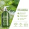 Roycederm Tea Tree Antifungal Shampoo Folliculitis Shampoo for Dry Scalp Dandruff and Itchy Scalp  Medicated Clarifying shampoo with Tea Tree Oil Paraben  Sulfate Free