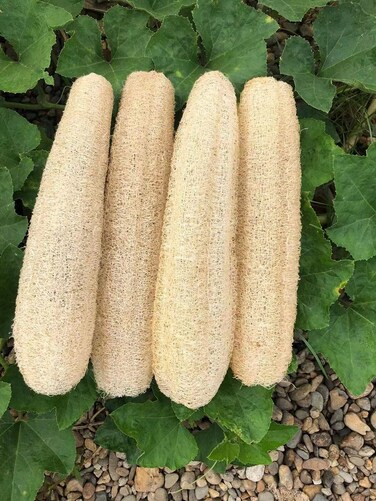 Natural Loofah Sponges Organic Luffa Bath Shower Sponge Exfoliating Body Back Scrubber for Men Women Adults SPA Beauty Bathing Daily Care  4 PCS