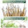 500PCS 6 Cotton Swabs in Storage Box  Long Cotton Swab with Bamboo Handle  Lint Free Cotton Swabs with Wooden Sticks  Highly Absorbent Cotton Tipped Applicators for Makeup Gun Cleaning Pet Care