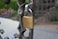 ABUS 8345300 S2 Schlage 45mm All Weather Solid Brass Rekeyable Padlock with 1 Shackle ZeroBitted