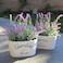 Butterfly Craze Artificial Lavender Plants in Rustic Wooden Planters  Lifelike Stunning Faux Silk Purple Flowers Perfect for Elevating Your Patio Home Dcor or Office Set of Two White Pots