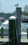 Taylor Made Products 6201 Dock Piling Cap 8 Diameter White