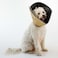 All Four Paws Comfy Cone Pet Cone for Dogs Cats XSmall Tan  Comfortable Soft Dog Cone Collar Alternative for After Surgery Wound Care Spay Neuter  Dog and Cat Recovery Collar