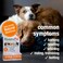 HomeoPet Storm Stress Storm Anxiety Relief for Dogs Cats and Other Small Animals 15 Milliliters