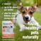 HomeoPet Storm Stress Storm Anxiety Relief for Dogs Cats and Other Small Animals 15 Milliliters