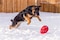 Jolly Pets Jolly Egg Dog Toy 8 InchesMedium Red JE08 RD