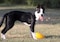 Jolly Pets Jolly Egg Dog Toy 8 InchesMedium Red JE08 RD