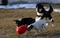 Jolly Pets Jolly Egg Dog Toy 8 InchesMedium Red JE08 RD