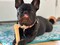 Nylabone Power Chew Classic Bone Chew Toy for Dogs Durable Dog Toys for Aggressive Chewers Original Flavor SmallRegular  Up to 25 Ibs 1 Count
