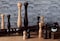 Bisetti 13 Inch Roma Beech Wood Pepper Mill With Adjustable Carbon Steel Grinder With Natural Finish