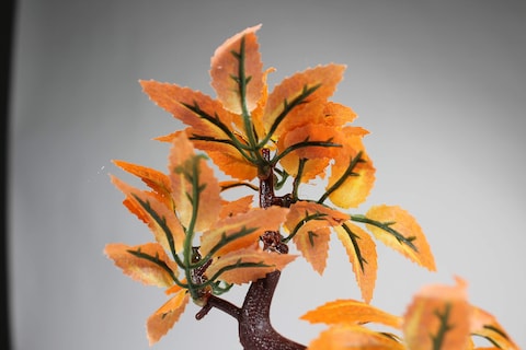 PennPLAX DecoReplicas Bonsai Tree Aquarium Decoration  Orange  Safe for Freshwater and Saltwater Fish Tanks  8 Height