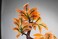 PennPLAX DecoReplicas Bonsai Tree Aquarium Decoration  Orange  Safe for Freshwater and Saltwater Fish Tanks  8 Height