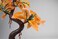 PennPLAX DecoReplicas Bonsai Tree Aquarium Decoration  Orange  Safe for Freshwater and Saltwater Fish Tanks  8 Height