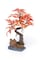 PennPLAX DecoReplicas Bonsai Tree Aquarium Decoration  Orange  Safe for Freshwater and Saltwater Fish Tanks  8 Height