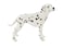 Safari Ltd Best in Show Dalmatian