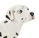 Safari Ltd Best in Show Dalmatian