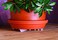 Bosmere 12 Clear S10440 Down Under Plant Stand