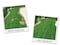 Dog Rocks Dog Pee Grass Neutralizer for Green Grass in 35 Weeks  Dog Grass Saver Rock  100 Natural Urine Neutralizer for Lawn  200 grams