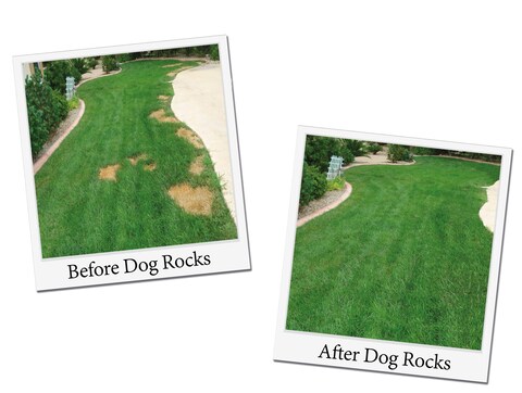 Dog Rocks Dog Pee Grass Neutralizer for Green Grass in 35 Weeks  Dog Grass Saver Rock  100 Natural Urine Neutralizer for Lawn  200 grams