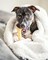 Nylabone Power Chew Barbell Bone Chew Toy for Dogs Durable Dog Toy Peanut Butter Flavor Large  Up to 50 lbs 1 Count