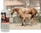 UltraCruzsc395293 Equine Horse Shampoo 32 oz