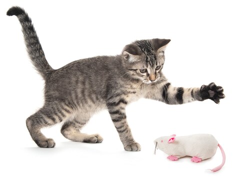 SmartyKat Rat Pack Kicker Plush Catnip Cat Toy  Randomly Selected Color Jumbo