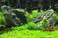 Seachem Acid Buffer 300gram
