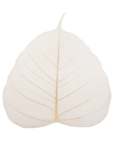 Cool Price Skeleton Natural Ficus Religiosa Leaves Artificial Leaves Craft Card Scrapbook DIY Handmade Embellishment Decoration Art