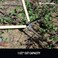 Corona WL3351 26 WL 3351 Bypass Lopper Inch Red