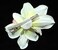 Ivory Cream and Fuchsia Cymbidium Orchid Flower Hair Clip