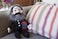 Karl Marx Doll  11 Soft Stuffed Plush Little Thinker  Toy for Kids or Adults