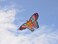 In the Breeze Butterfly Bali Kite Purple